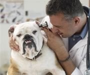 Gowllands Veteriner Otoskop / Oftalmaskop