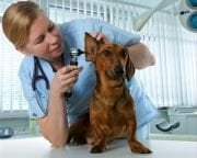 Gowllands Veteriner Otoskop / Oftalmaskop