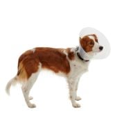 Buster Elizabeth Köpek Yakalığı. Transparan. 35 cm (10'lu Paket)