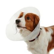 Buster Elizabeth Köpek Yakalığı. Transparan. 35 cm (10'lu Paket)