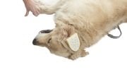 Buster Othaematoma Pad. 12 x 8 cm