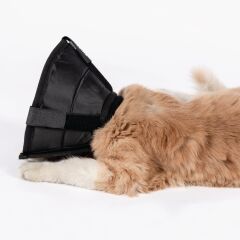 Petsuit Tekstil Elizabeth Yakalık 7,5 cm. Yıkanabilir