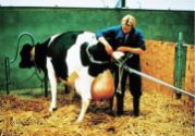 Doğum Krikosu VİNK. 180 cm