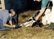 Rheintechnik Doğum Krikosu 2060 - Dayama Destekli Flexi Model