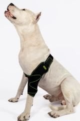 Köpek Dirsek Ateli. Ön Bacak. Sol