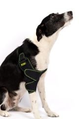 Köpek Dirsek Ateli. Ön Bacak. Sol