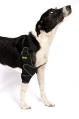 Köpek Dirsek Ateli. Ön Bacak. Sol