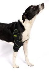 Köpek Dirsek Ateli. Ön Bacak. Sol