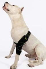 Köpek Dirsek Ateli. Ön Bacak. Sağ