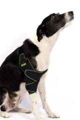 Köpek Dirsek Ateli. Ön Bacak. Sağ