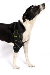 Köpek Dirsek Ateli. Ön Bacak. Sağ