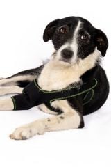 Köpek Dirsek Ateli. Ön Bacak. Sağ