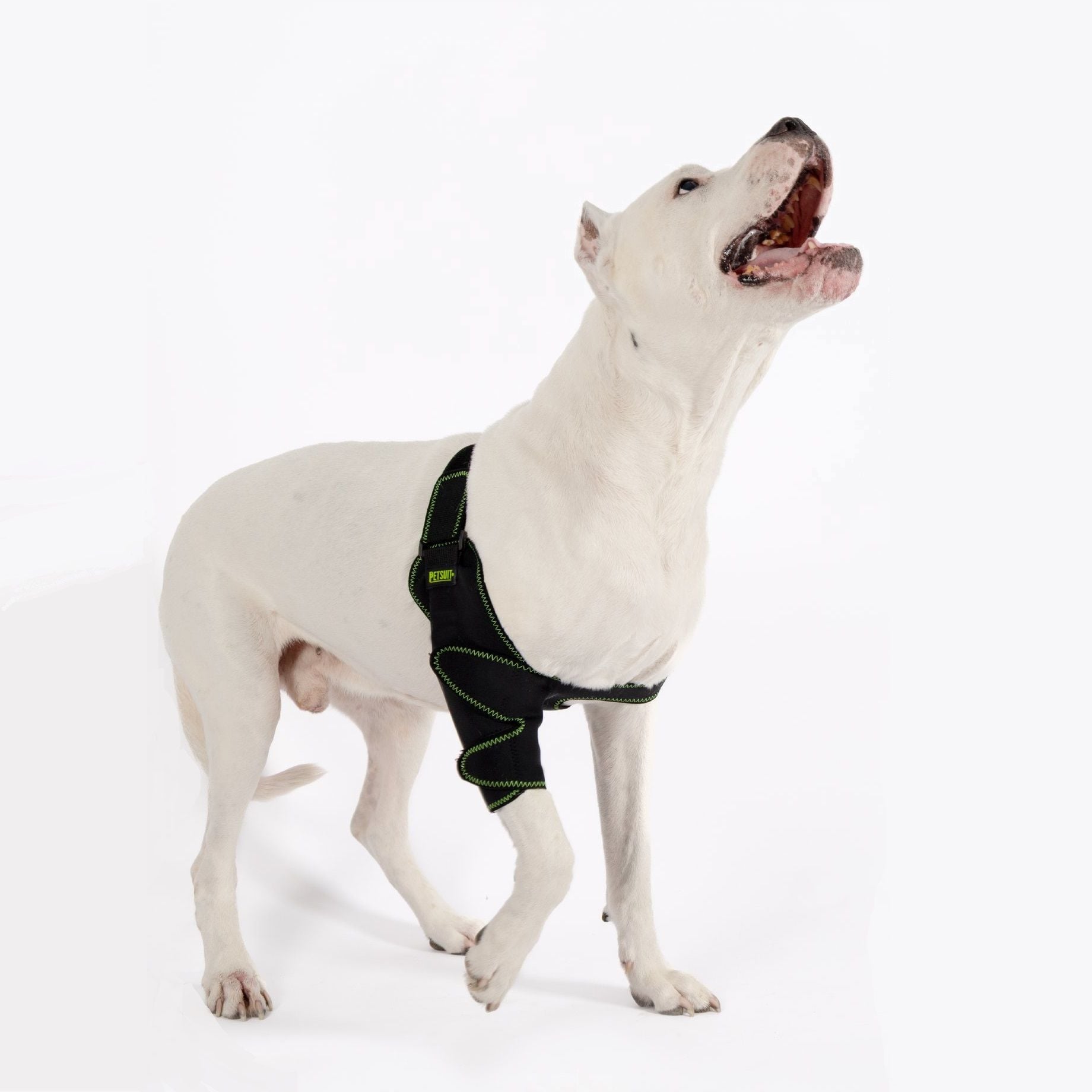 Köpek Dirsek Ateli. Ön Bacak. Sağ