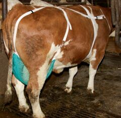 Kerbl İnekler için Meme Sütyeni. Large