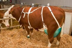 Kerbl İnekler için Meme Sütyeni. Large