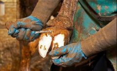 Aesculap Renet. Sağ. Dar Ağızlı