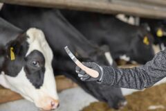 Aesculap Renet. Sağ. Geniş Ağızlı