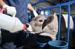 Geppas Buzağı İlaç İçirme Biberonu 3,5 Litre