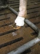 BOVİVET Ayak Bandajı. Large. 10/pk