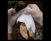 BOVİVET Ayak Bandajı. Large. 10/pk