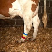 Ayak İşaretleme Bandı. Cırtlı. 36 cm. Mavi  (10 Adet )