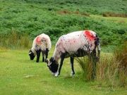 Top Marker İşaretleme Spreyi. 500 ml. Mavi