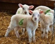 Top Marker İşaretleme Spreyi. 500 ml. Mavi