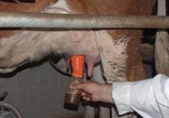 Sağım Sonrası Meme Başı Daldırma Kabı. Dönüşümlü