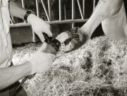 Kerbl Tırnak Kesme Diski. 3 Bıçaklı. Profi