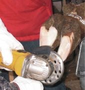 Kerbl Tırnak Kesme Diski. 3 Bıçaklı. Profi