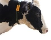 Büyükbaş Boyun Numaratör Kayışı. Tokasız. Palaska Tip. 125 cm