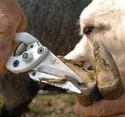 Kruuse Koyun Tırnak Kesme Makası 23 cm