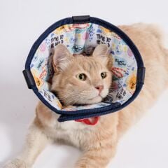 Tekstil Elizabeth Yakalık 7,5 cm. Desenli. Yıkanabilir