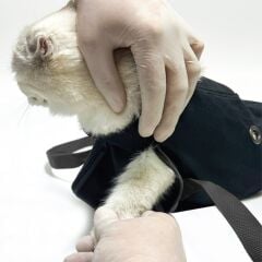 Petsuit Kedi Enjeksiyon Çantası. Siyah. Large ( 4 - 6 kilo için )