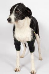 Petsuit Köpek Dirsek Ateli. Ön Bacak. Çiftli ( Sağ-Sol )