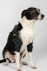 Petsuit Köpek Dirsek Ateli. Ön Bacak. Çiftli ( Sağ-Sol )