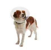 Buster Elizabeth Köpek Yakalık Seti. Klik Model ( 20'li Karışık Set )