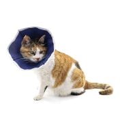 Buster Kedi Yakalığı. Soft