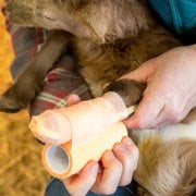 Fioniavet Plastik Cebire. 5 x 40 cm