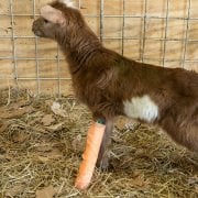 Fioniavet Plastik Cebire. 5 x 40 cm