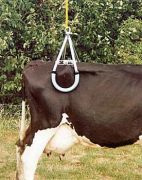 Kerbl Sığır Asansörü 900 kg ( Sığır Kaldıracı )