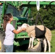 Koyun ve Keçiler İçin Tartı Askısı