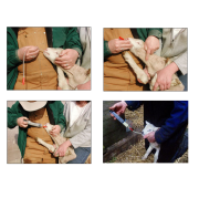 Kuzu Besleme Enjektörü 50 ml. Kateterli