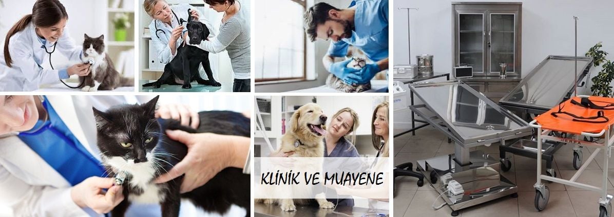 KLİNİK VE MUAYENE
